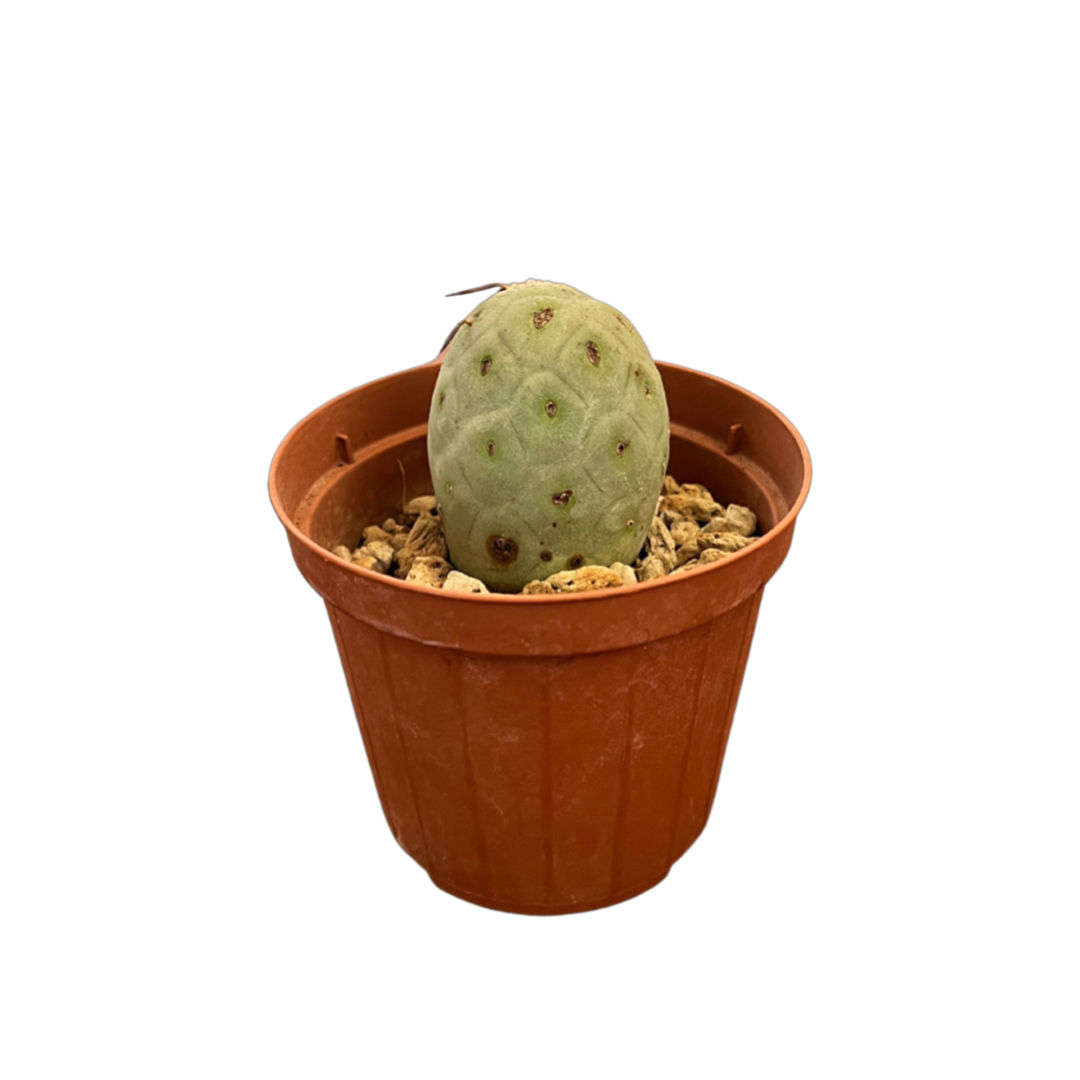 Tephrocactus Geometricus