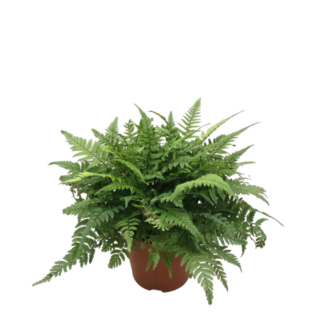 Polystichum Tsussimense