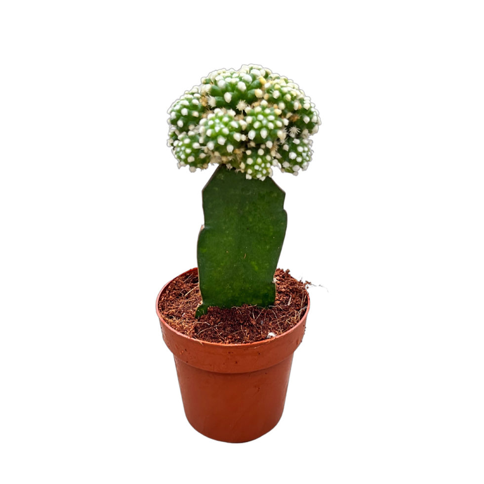 Mammillaria Gracilis 'Arizona Snowcap'