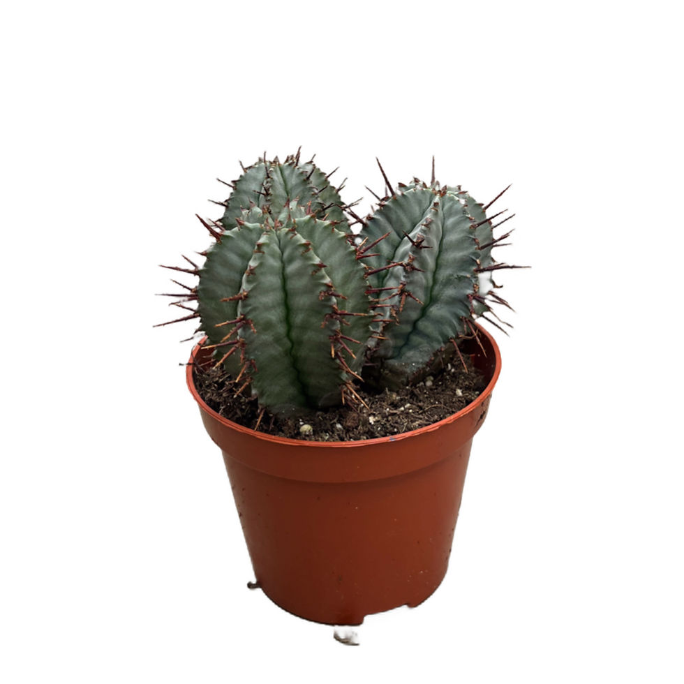 Euphorbia Horrida 'Hybrid'