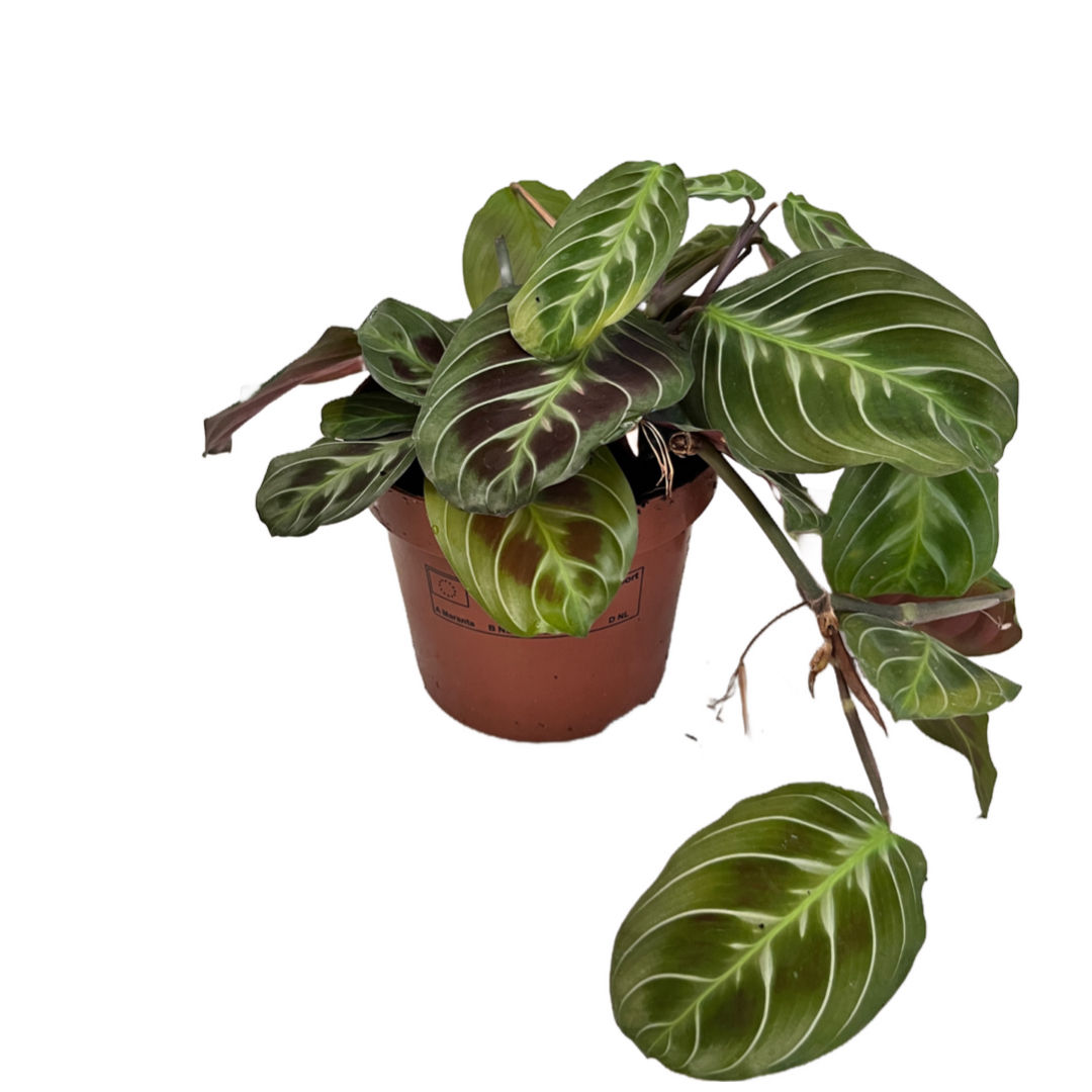 Maranta Leuconeura 'Massangeana'