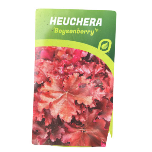 Küçük resim: Heuchera 'Boysenberry' (Mercan Çanı Çiçeği)