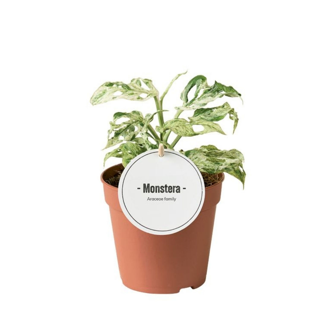 Monstera Adansonii 'Frozen Freckles' (Deve Tabanı)