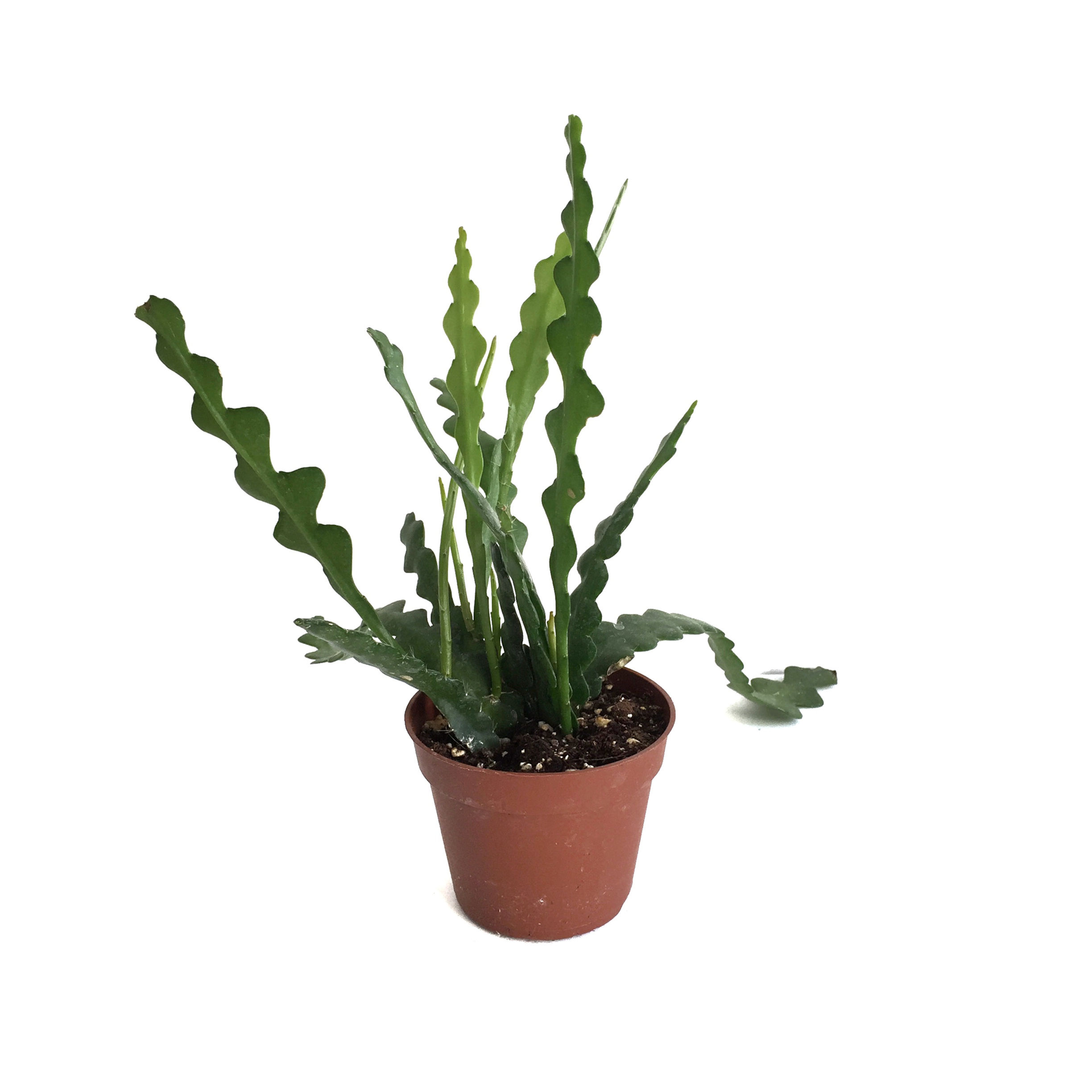 Epiphyllum Anguliger (Atlas Çiçeği)