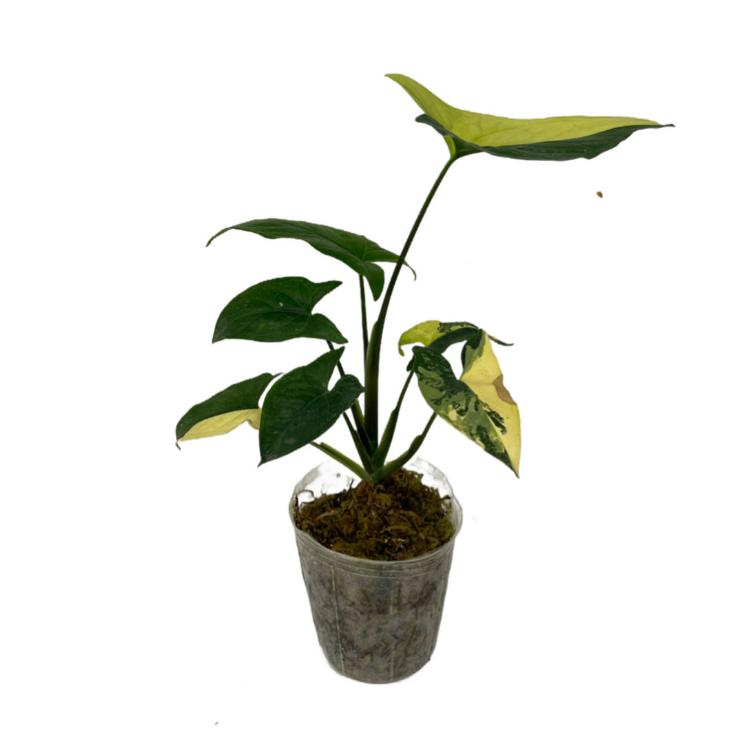 Syngonium Podophyllum 'Aurea'