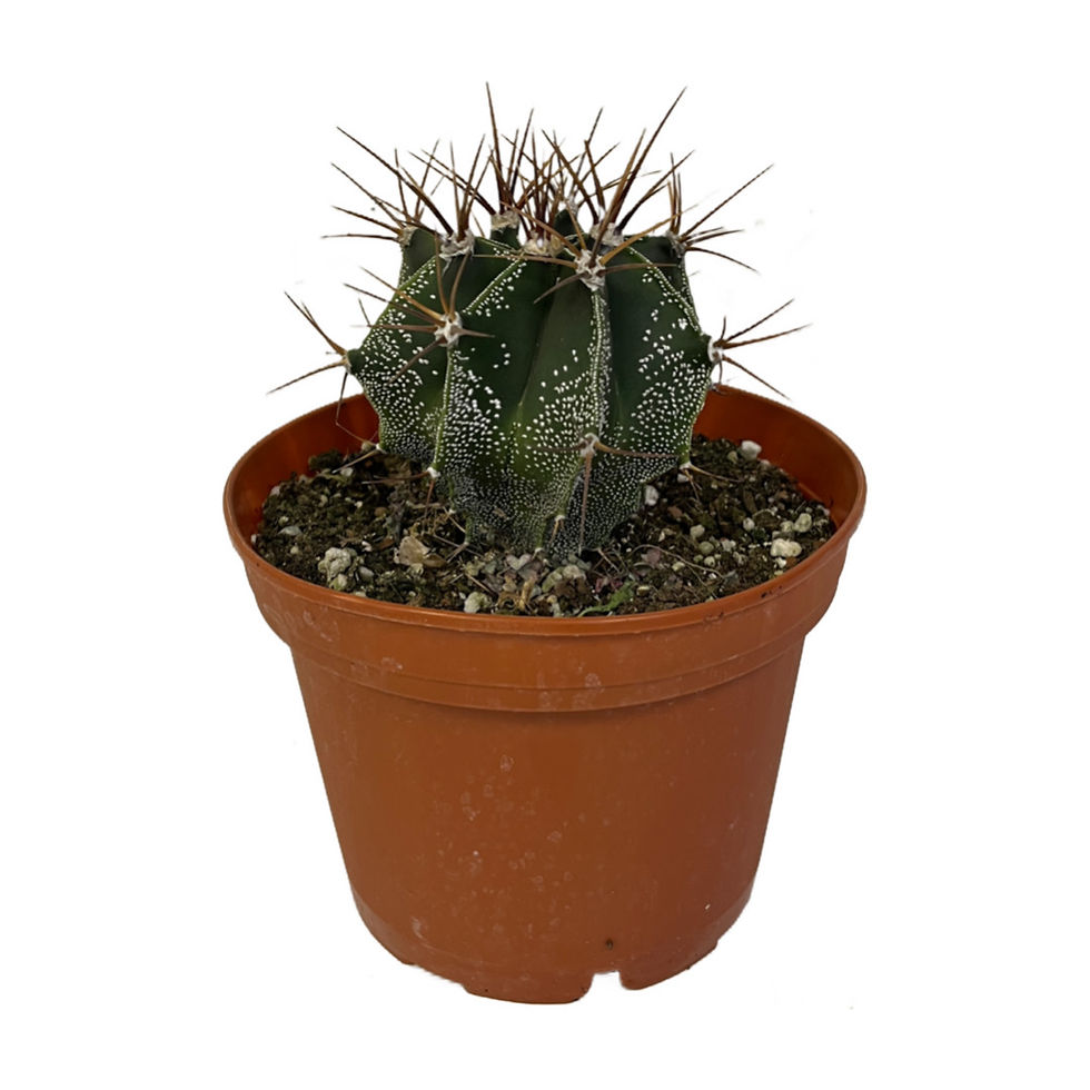 Astrophytum Capricorne