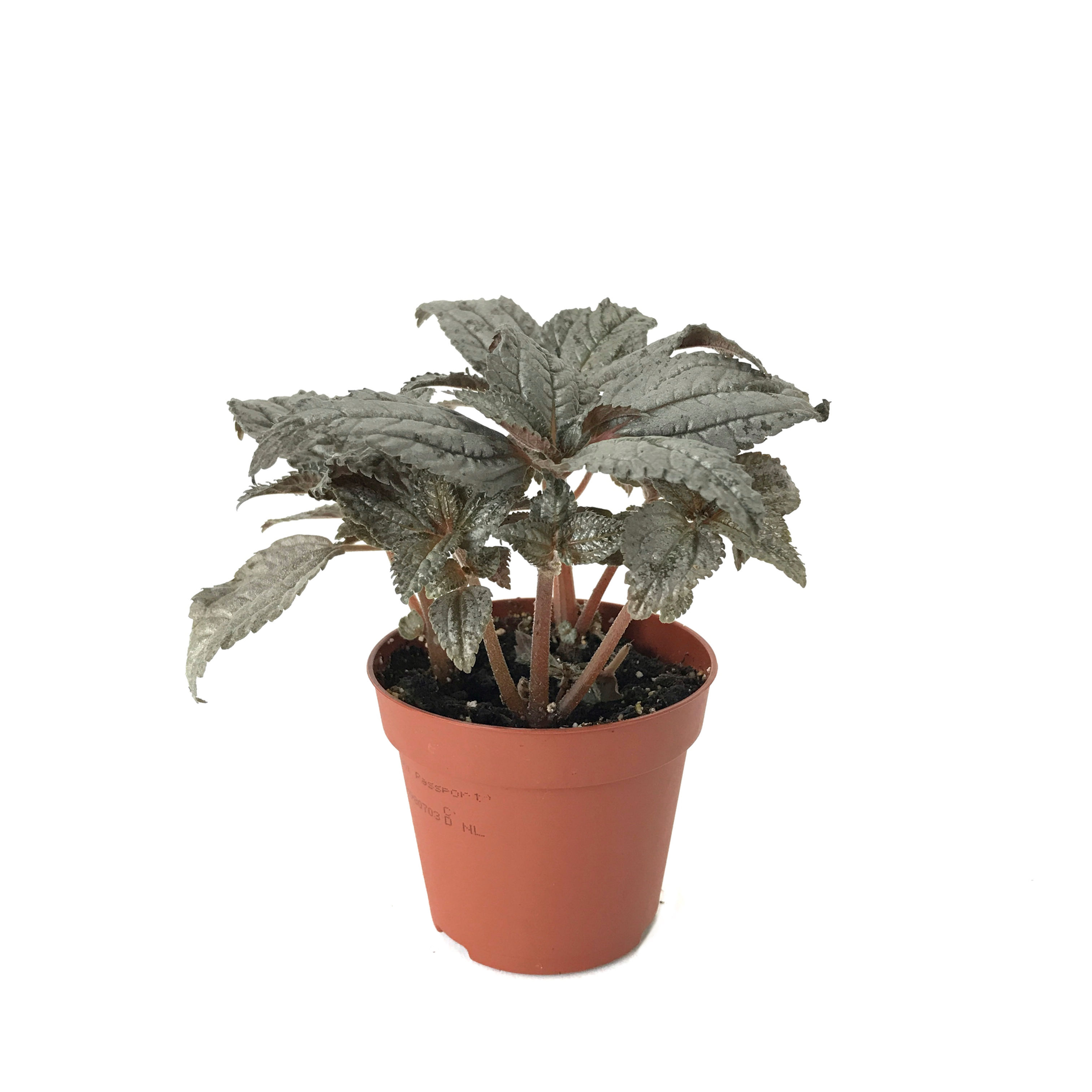 Pilea Pubescens 'Silver Cloud'