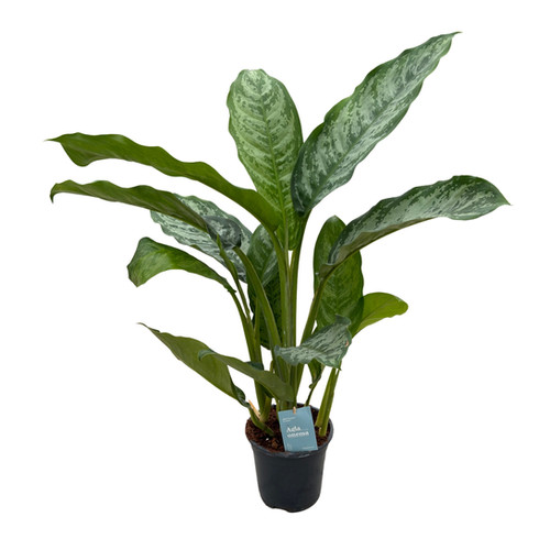 Aglaonema 'Chantal' (Çin Herdemyeşili) | Betonish