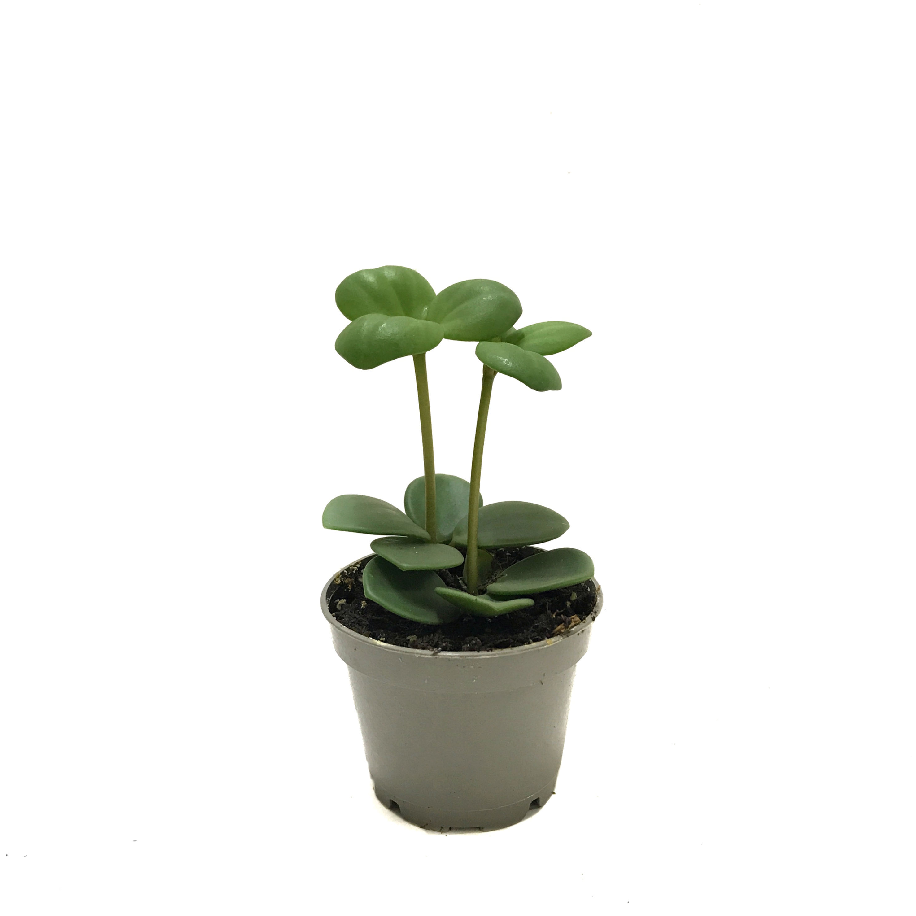 Peperomia Tetraphylla 'Hope' (Umut Sarmaşığı)