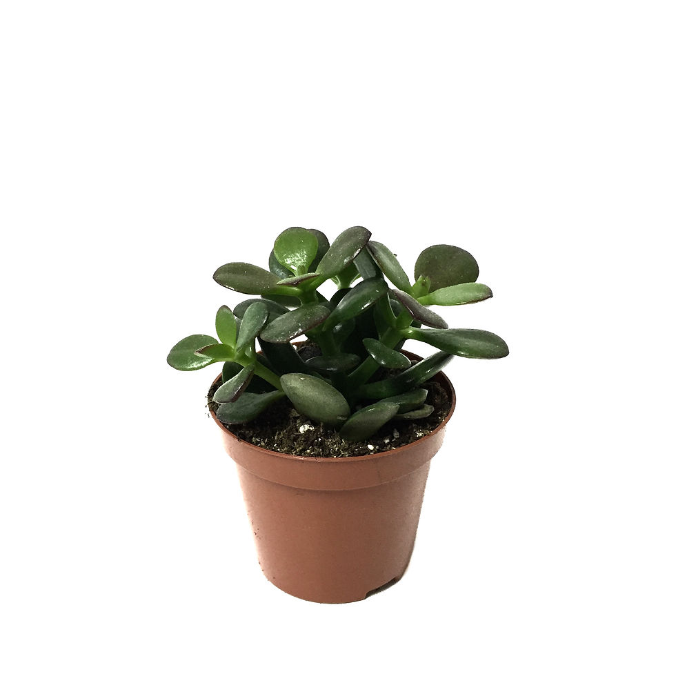 Crassula Ovata 'Minor' (Sukulent)