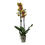 Küçük resim: Phalaenopsis 'Charmer' (Sarı Orkide)