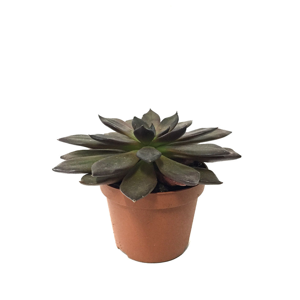 Echeveria 'Black Prince'