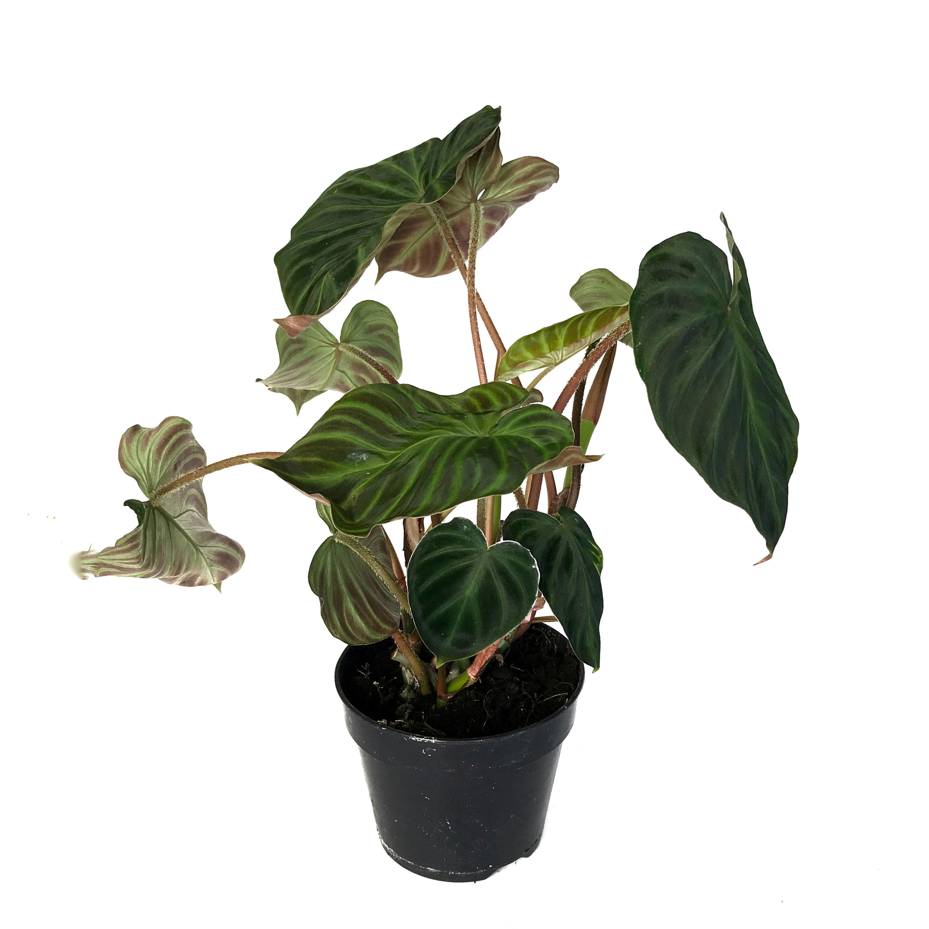 Philodendron Verrucosum