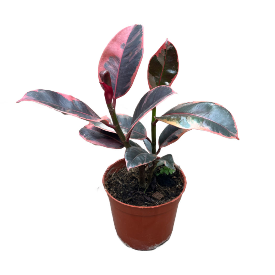 Ficus Elastica 'Belize' (Kauçuk Çiçeği)