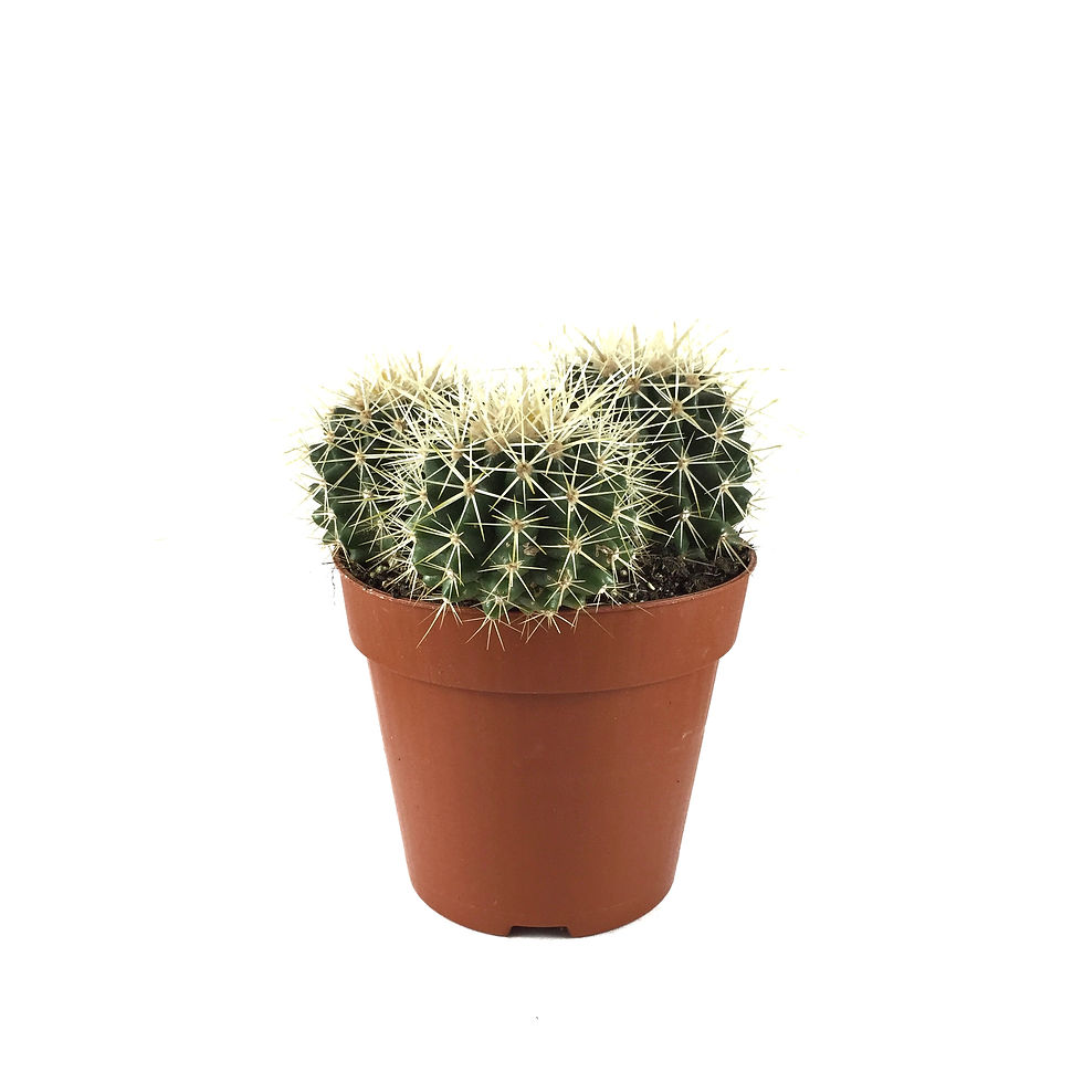 Echinocactus Grusonii