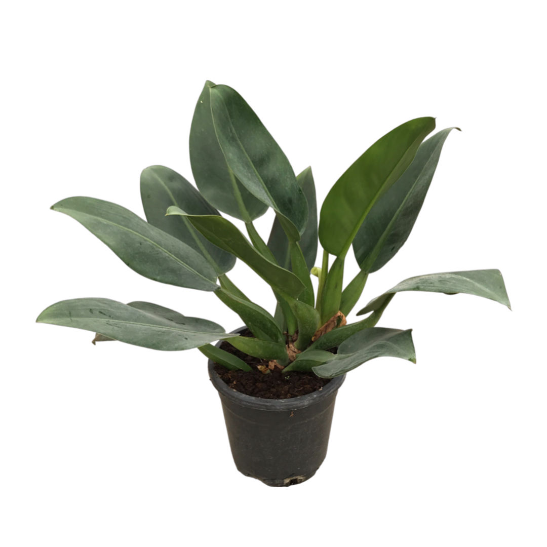 Philodendron Martianum