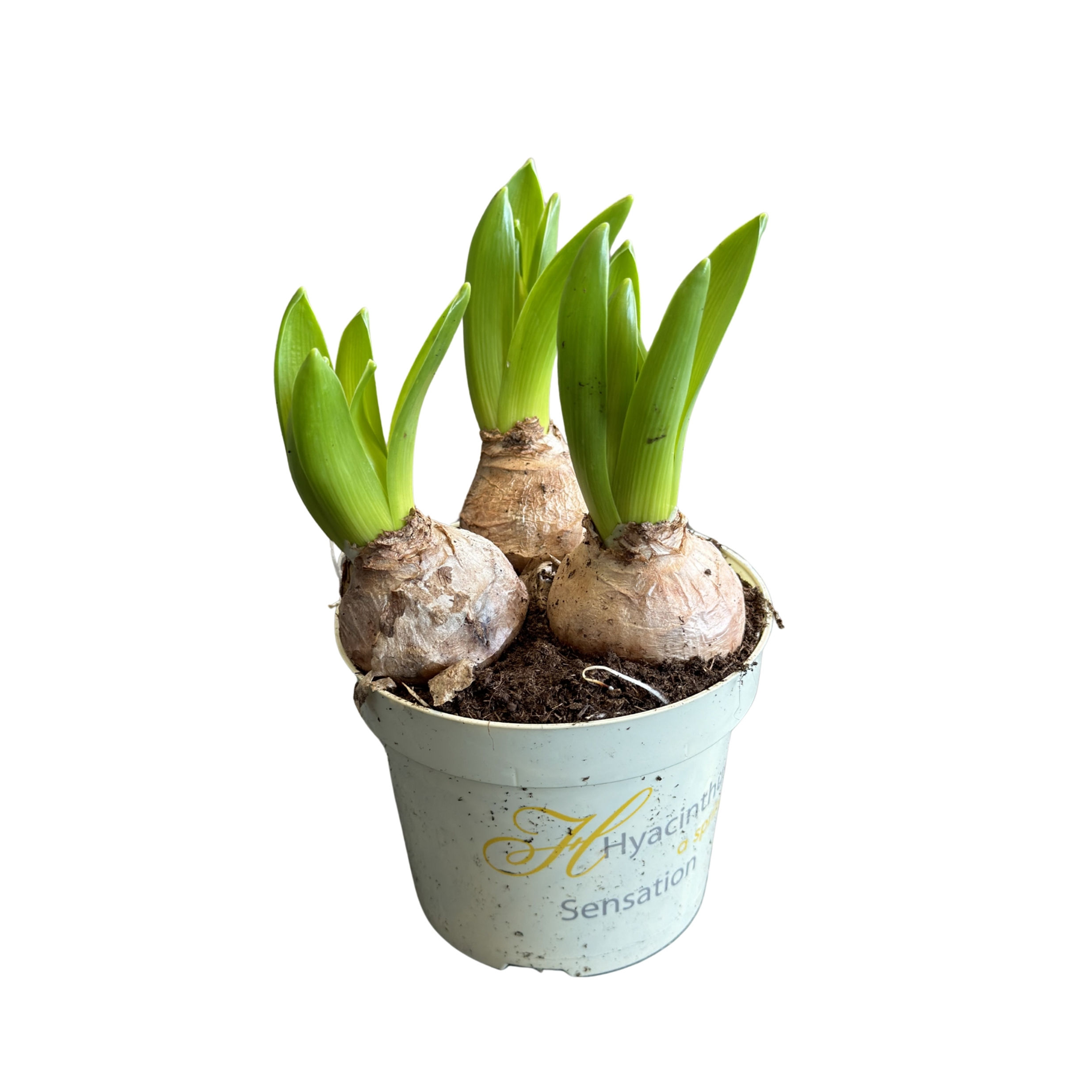 Hyacinthus Orientalis 'White' (Beyaz Sümbül Çiçeği)