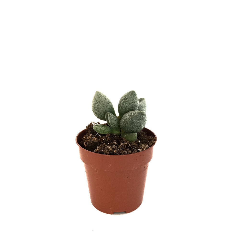 Adromischus Alveolatus