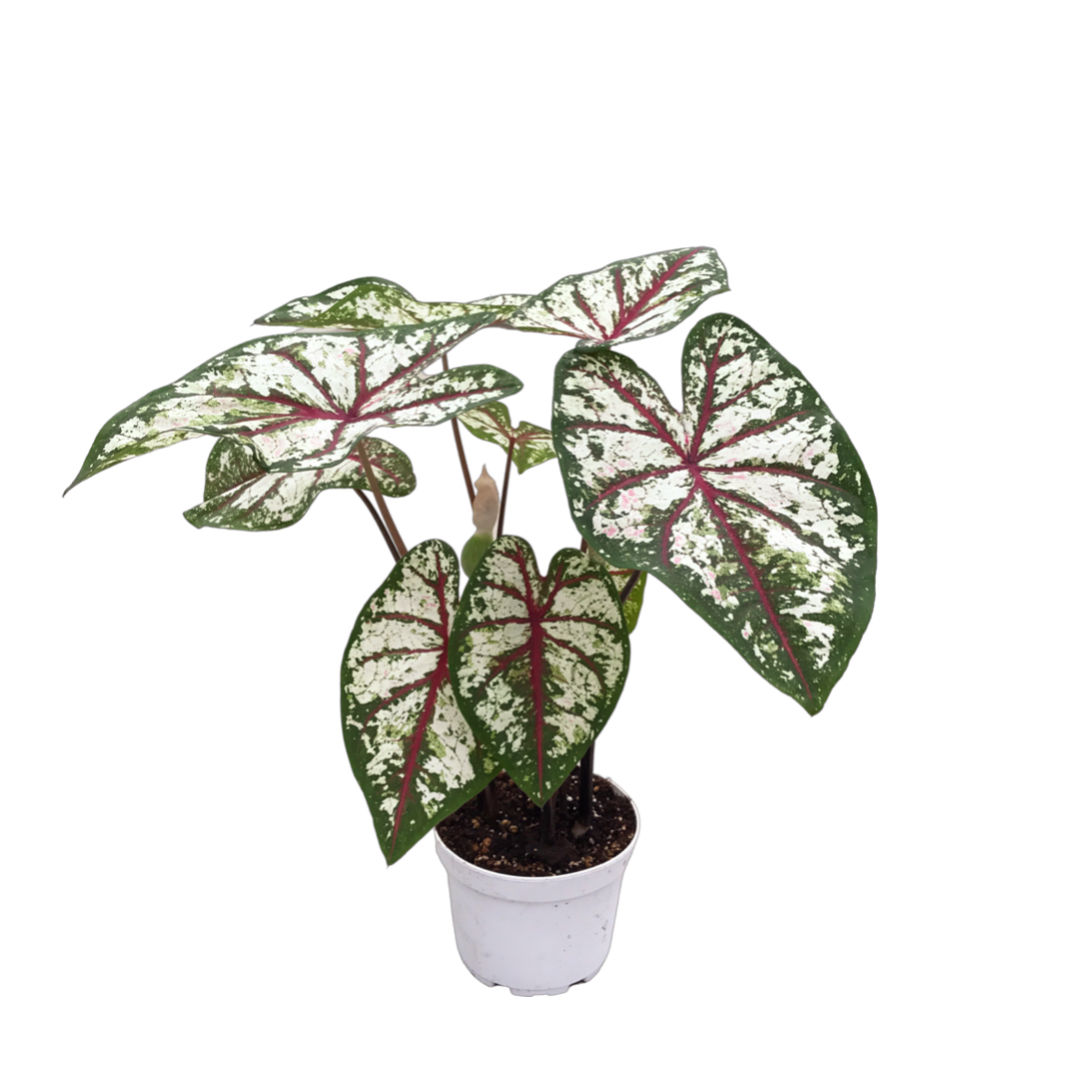 Caladium 'Tapestry'