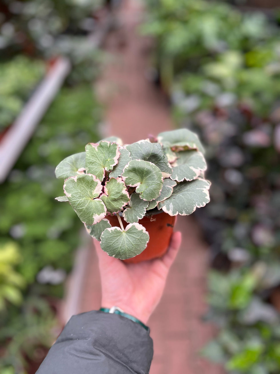 Küçük resim: Saxifraga Stolonifera 'Tricolor'