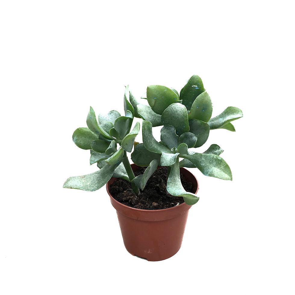 Crassula Arborescens 'Undulatifolia'