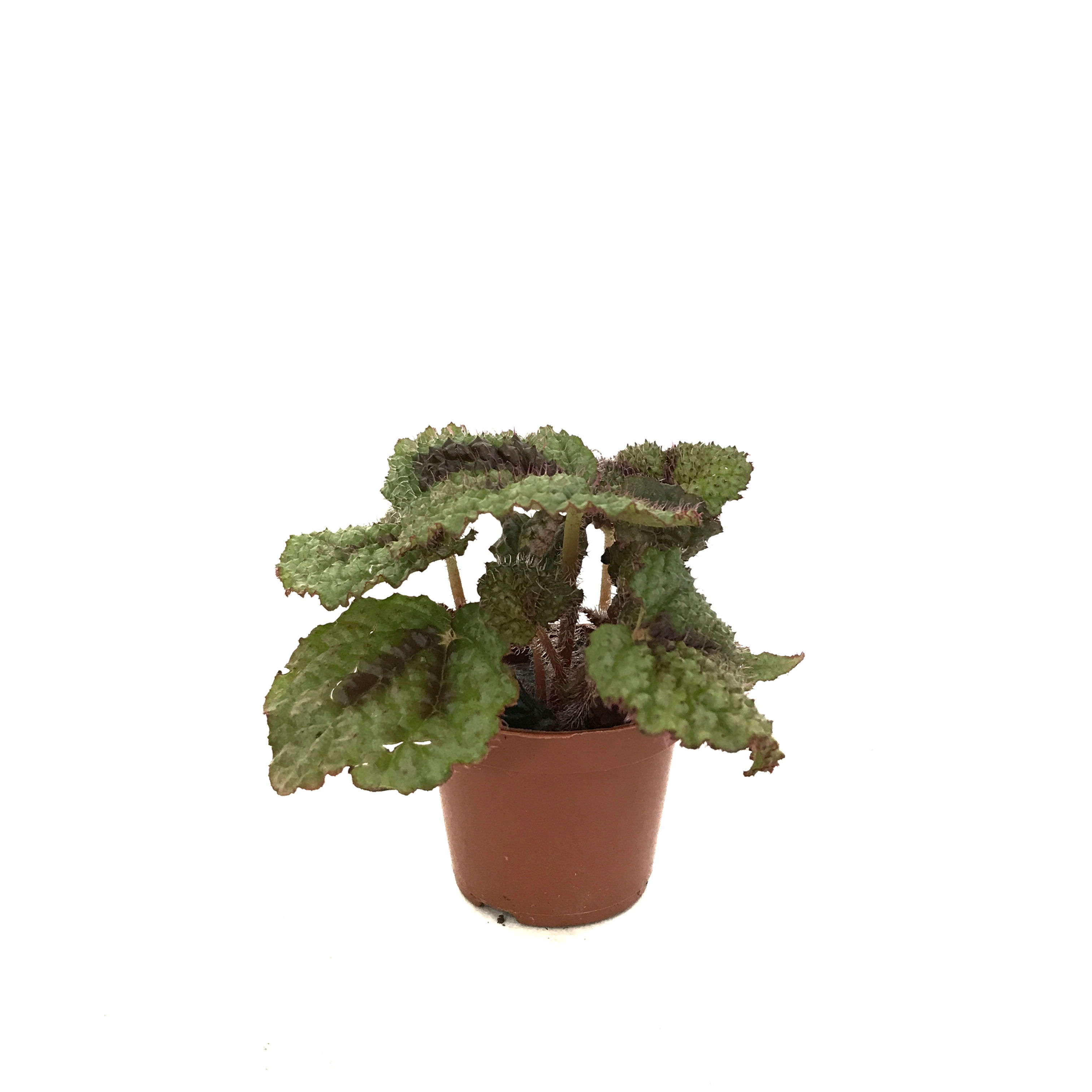 Begonia Masoniana 'Iron Cross'