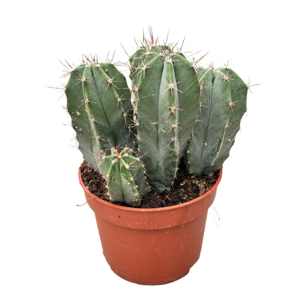 Stenocereus Pruinosus (Kaktüs)