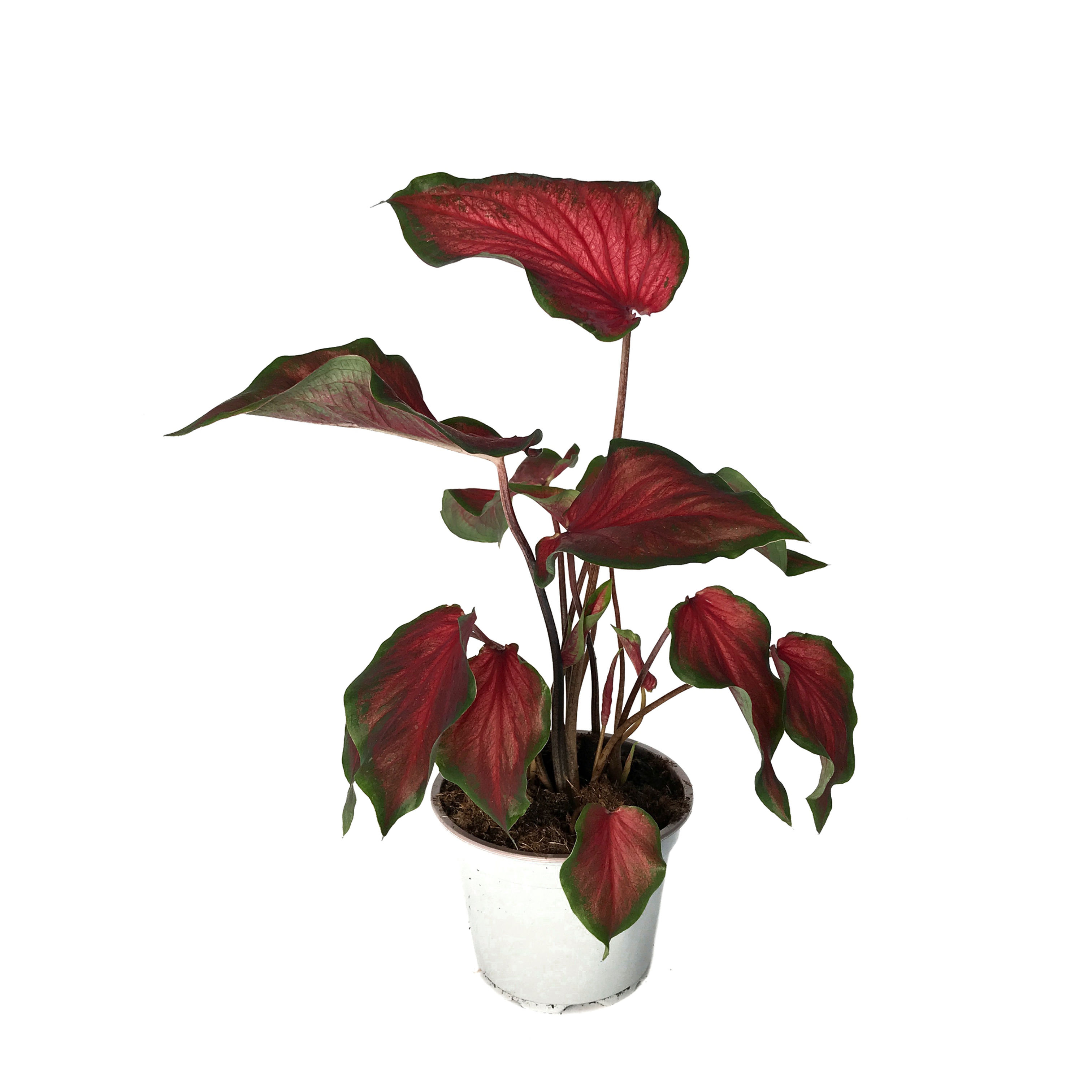 Caladium 'Hearts Delight'