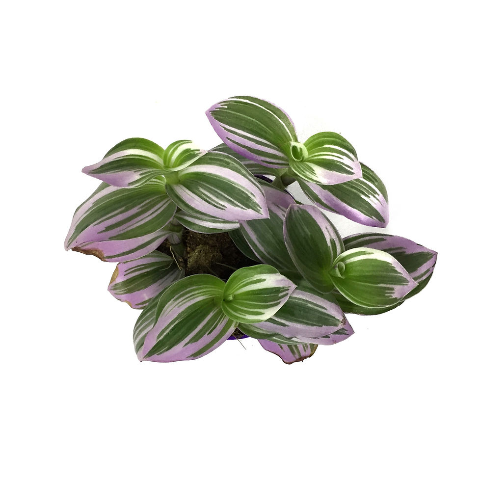 Küçük resim: Tradescantia 'Nanouk' (Telgraf Çiçeği)