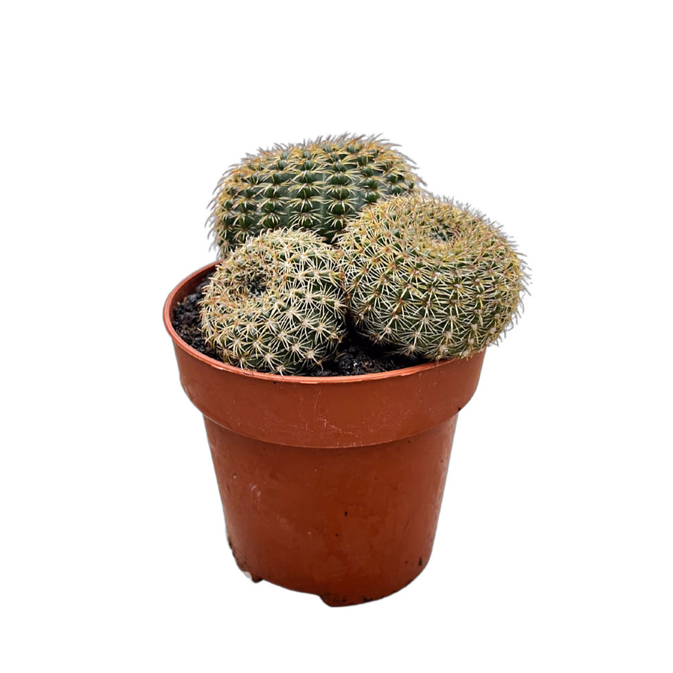 Notocactus Elegans