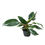 Küçük resim: Philodendron 'White Princess'