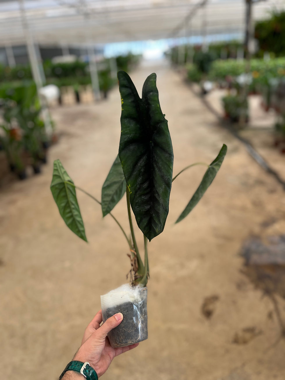 Küçük resim: Alocasia Venusta