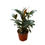 Küçük resim: Ficus (5'li Set) (Kauçuk Çiçeği)