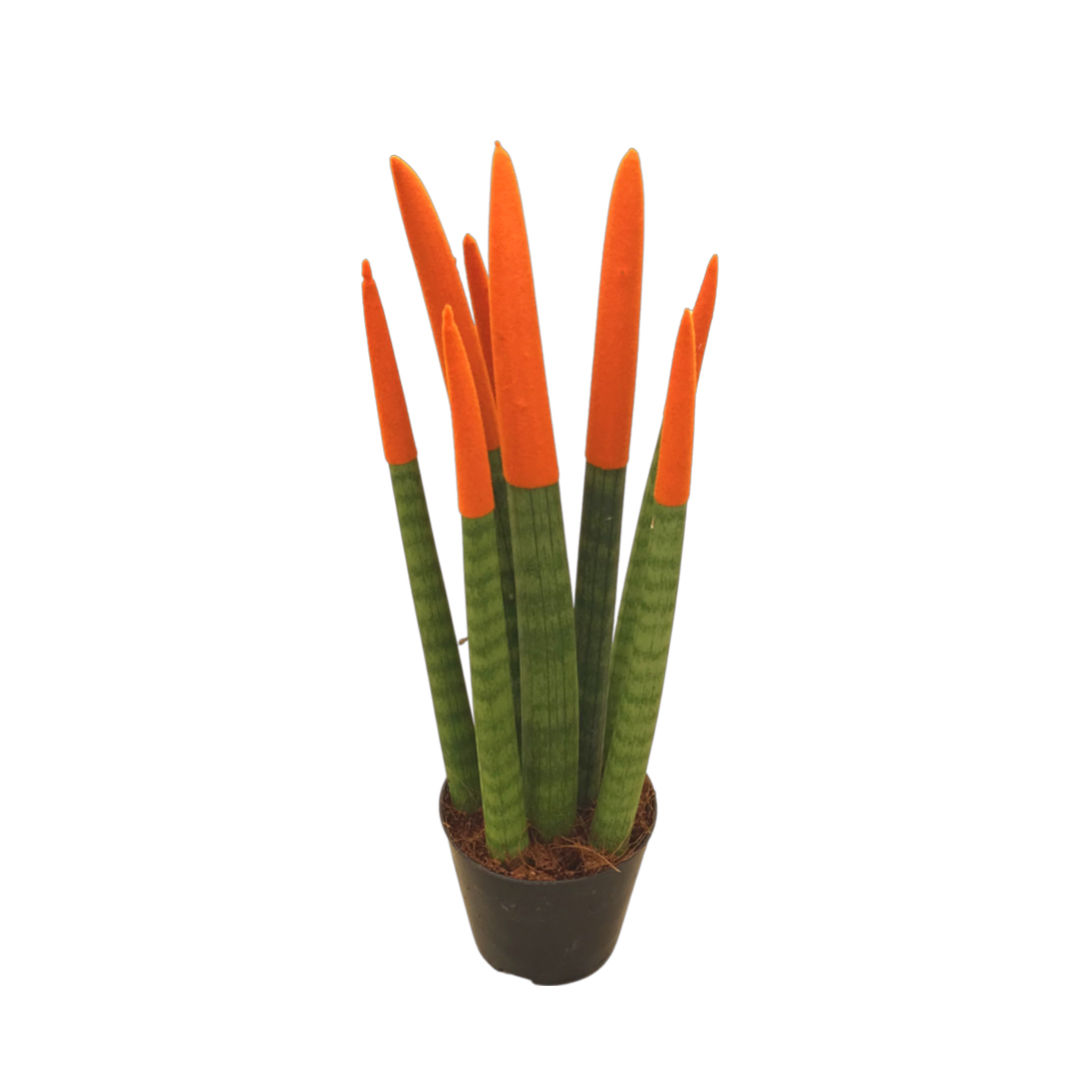 Sansevieria 'Velvet Touchz Orange'