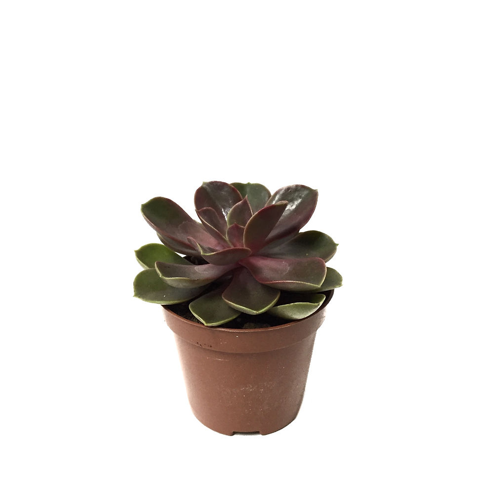 Echeveria 'Magic Red'