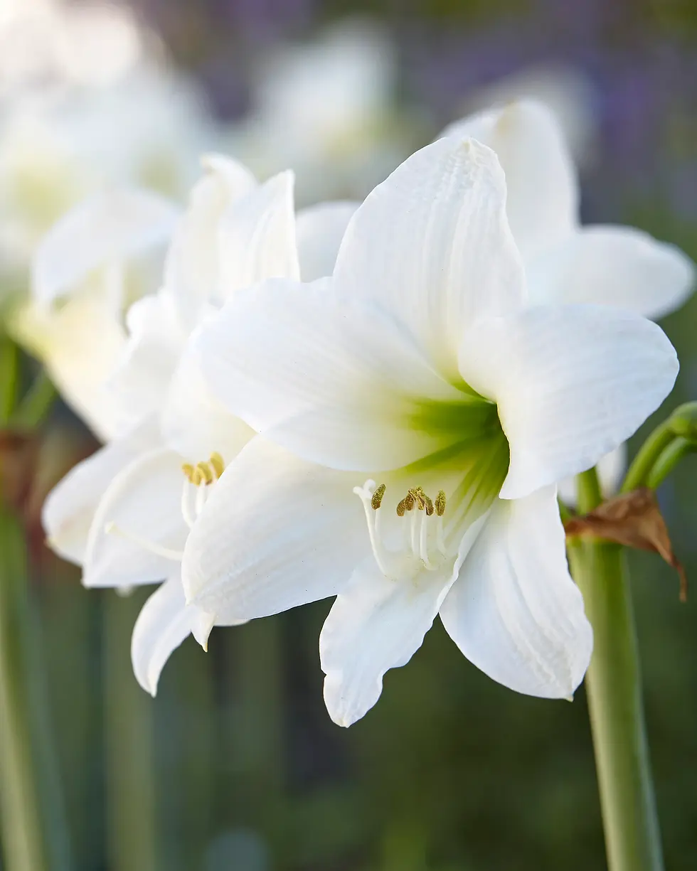 Küçük resim: Amaryllis 'Mont Blanc' (Nergis Zambağı)