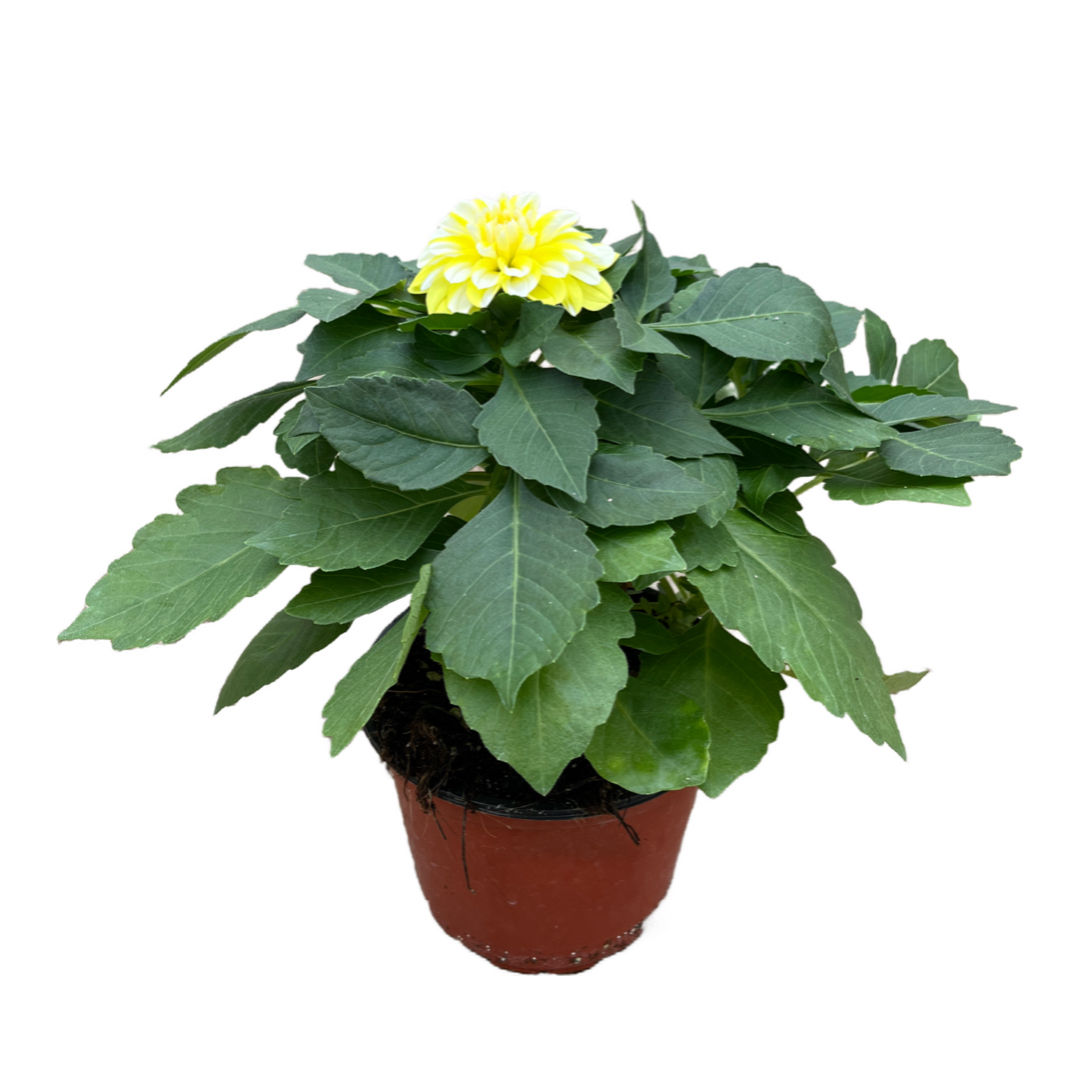 Dahlia Pinnata 'Yellow-White' (Yıldız Çiçeği)