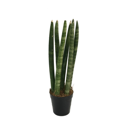 Sansevieria Cylindrica (Paşa Kılıcı) | Betonish