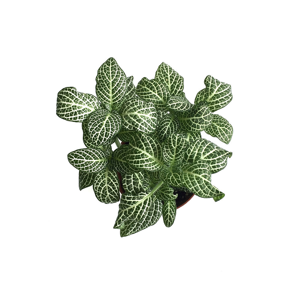 Küçük resim: Fittonia - Beyaz (Fitonya Çiçeği)