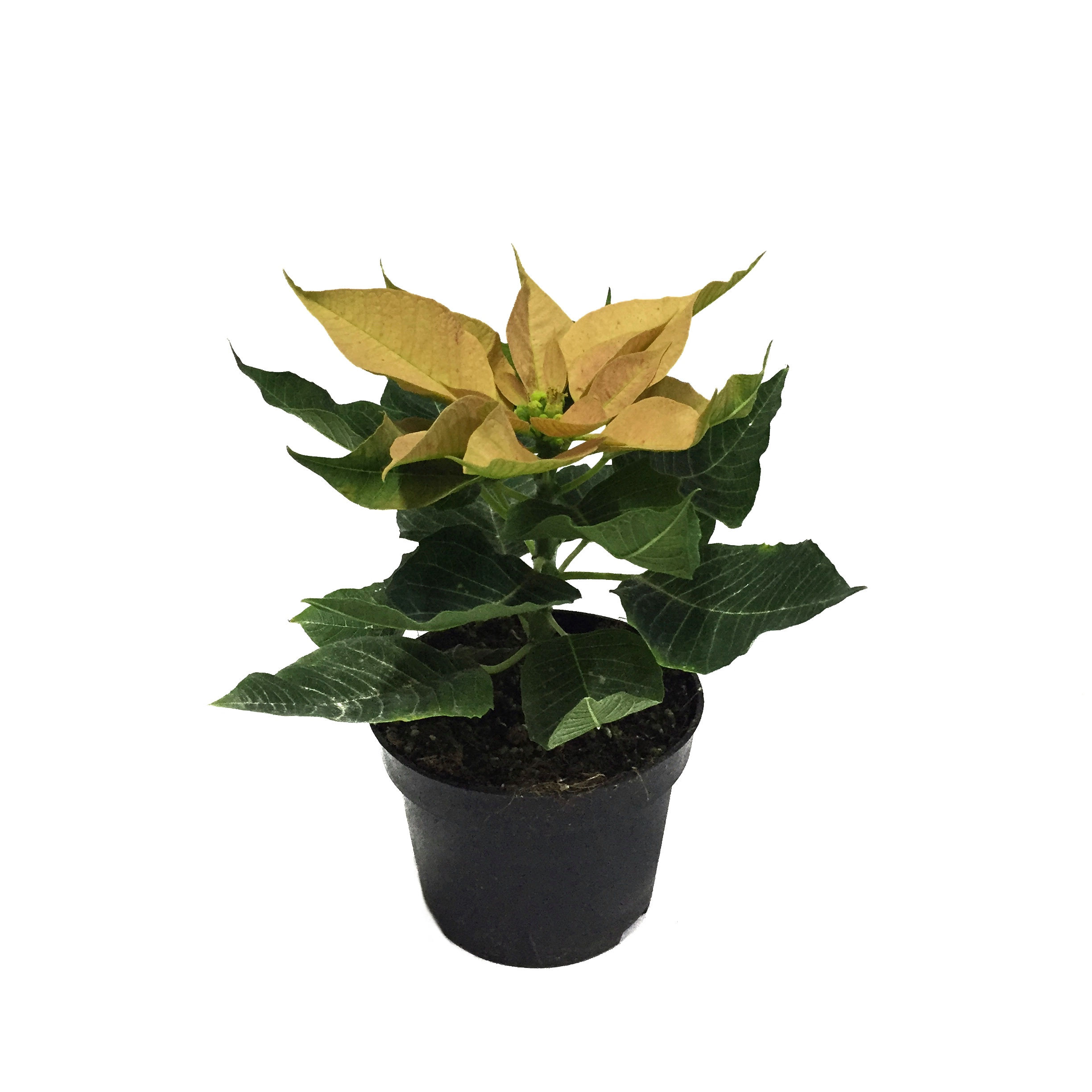 Euphorbia Pulcherrima 'Yellow'