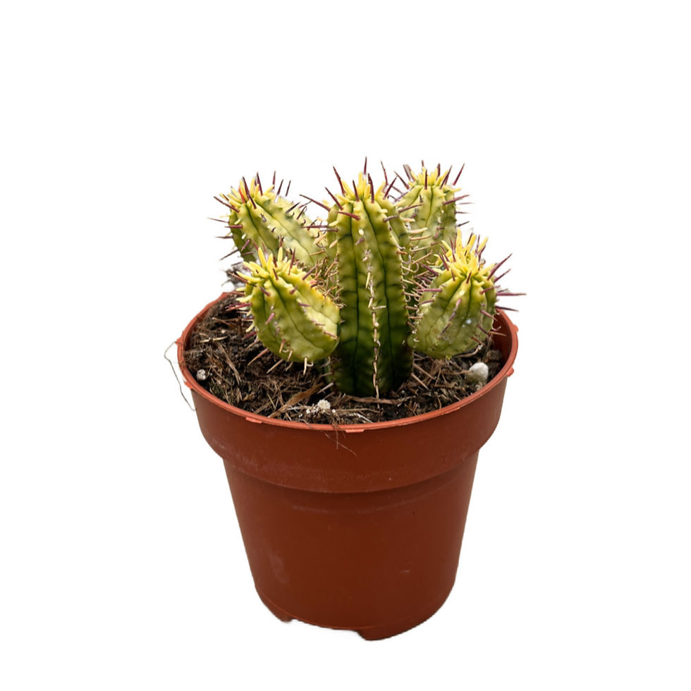 Euphorbia Aggregata 'Variegata'