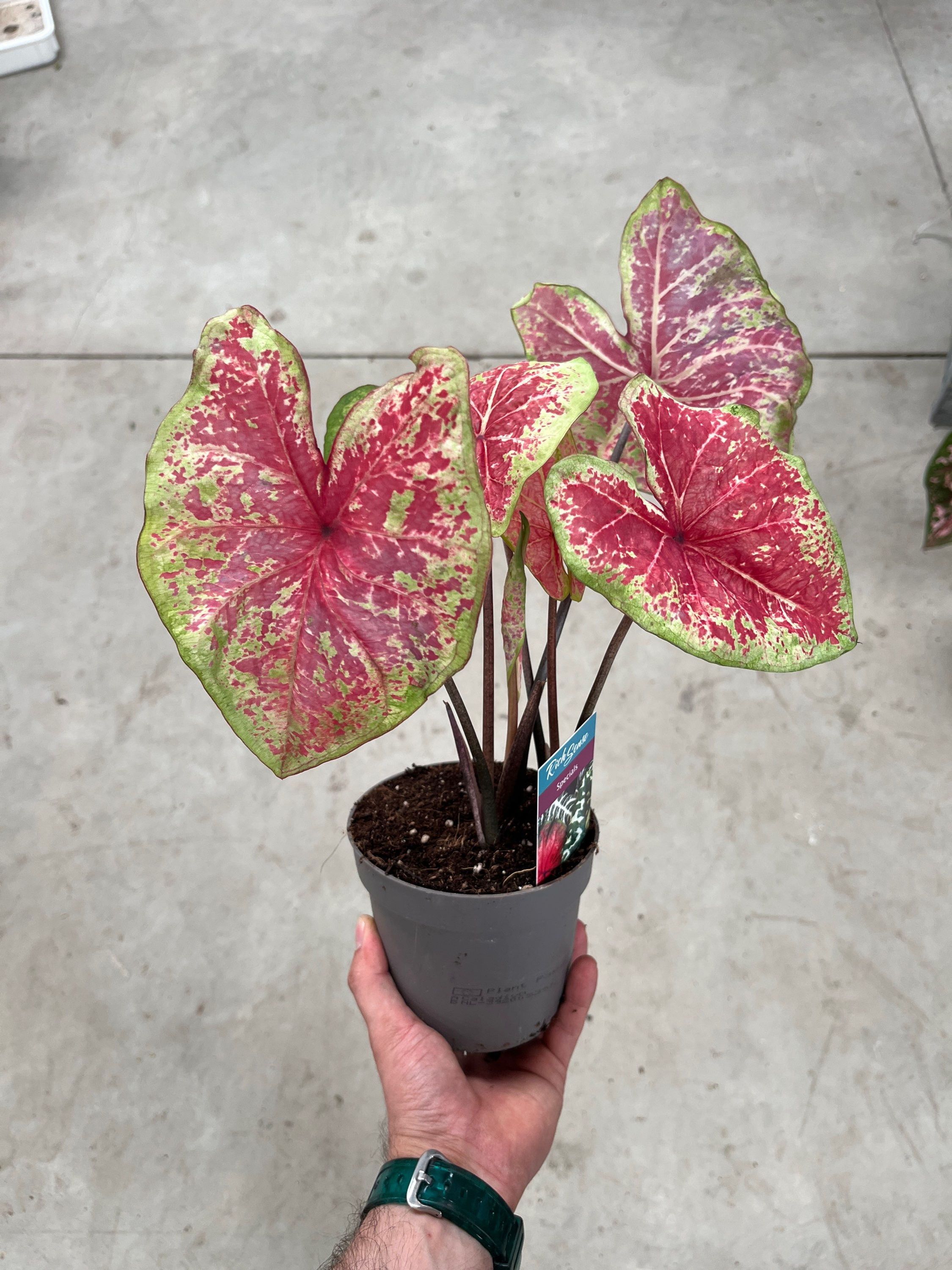 Caladium 'Raspberry Moon'