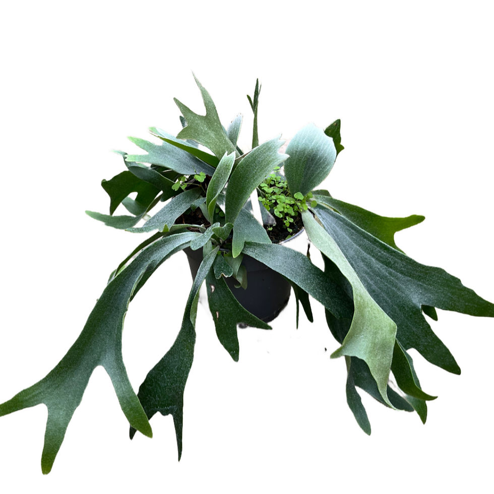 Küçük resim: Platycerium Bifurcatum (Geyik Boynuzu Bitkisi)