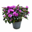 Küçük resim: Rhododendron Indicum 'Purple' (Açelya Çiçeği)