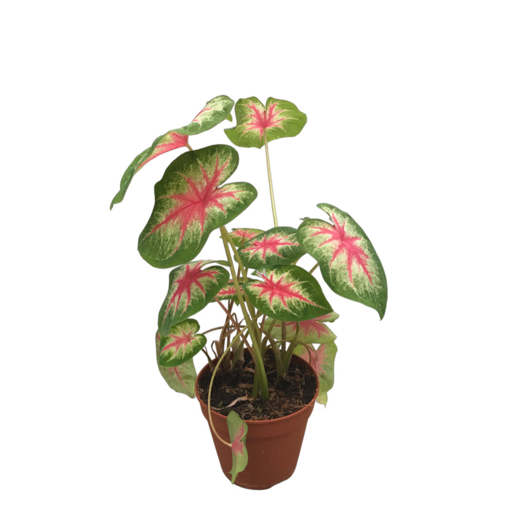 Caladium 'Rosebud'