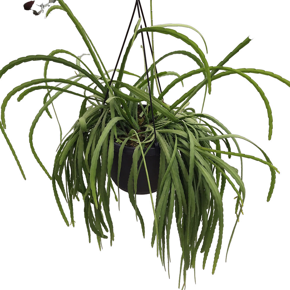 Lepismium Bolivianum