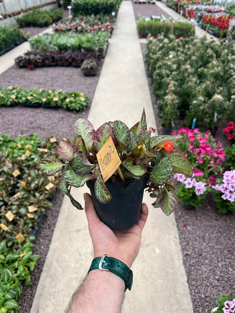 Küçük resim: Episcia Cupreata 'Pink Panther'