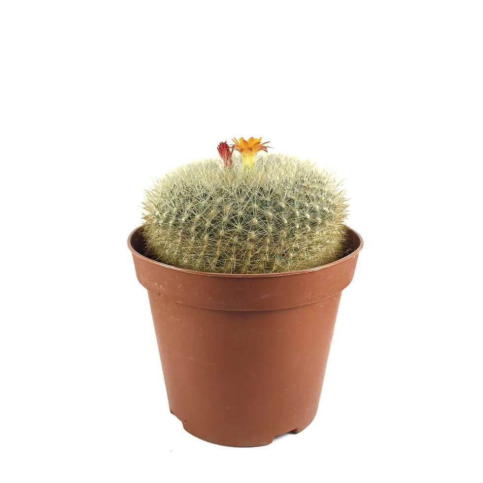 Notocactus Rubibuenekeri