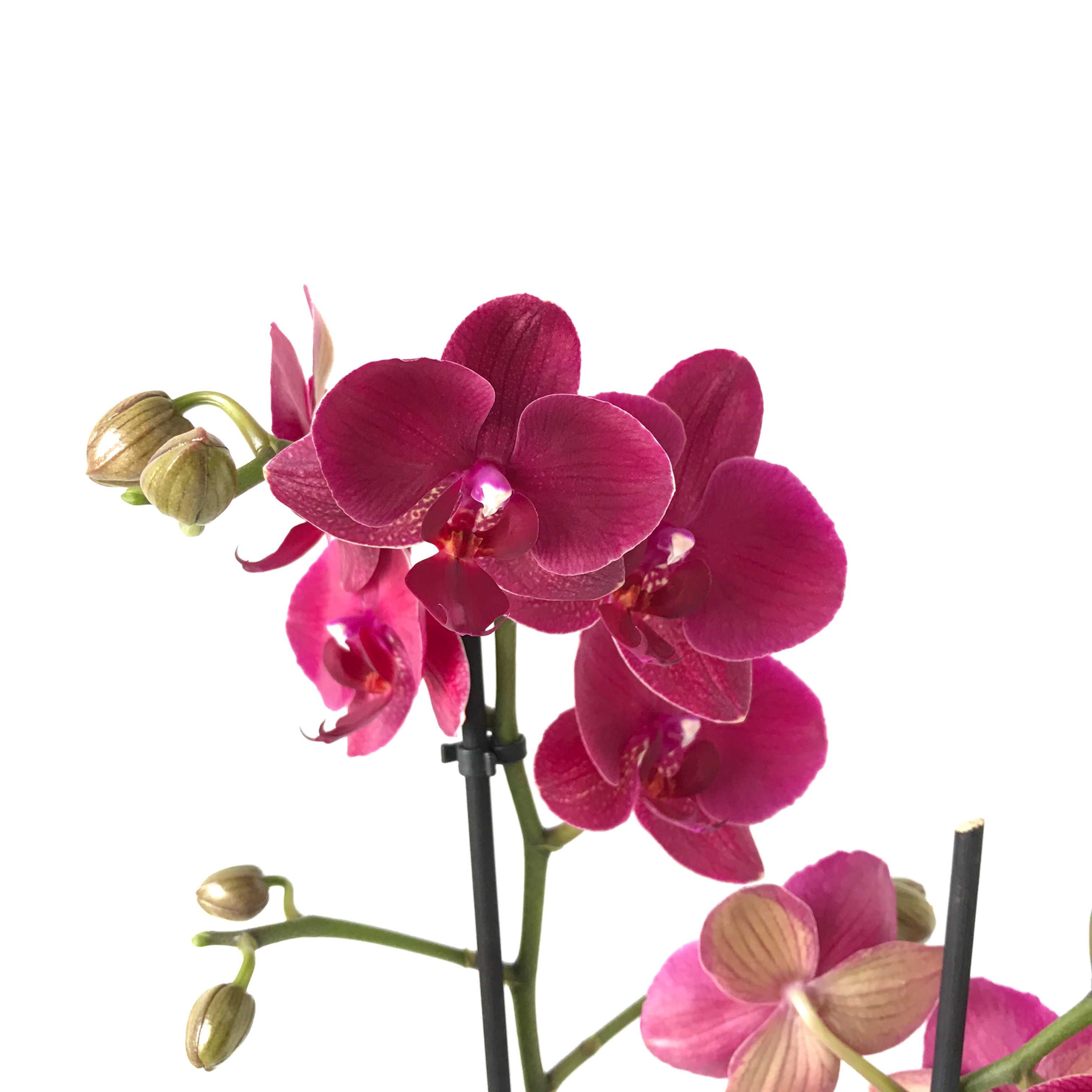 Phalaenopsis 'Montreux' (Bordo Orkide)