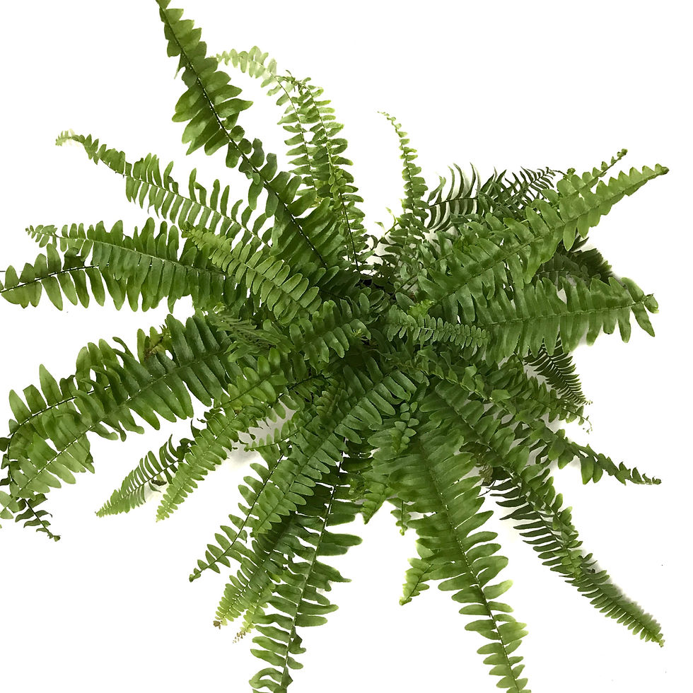 Küçük resim: Nephrolepis Exaltata